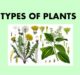 Typez of Plants